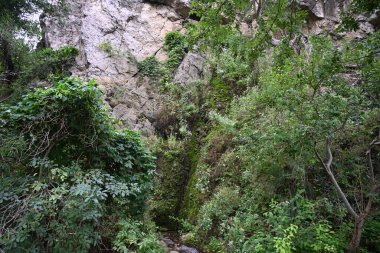 güzel manzara dağ orman