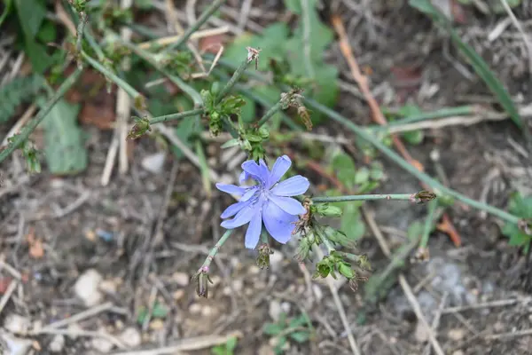 Bahçedeki güzel çiçekleri kapatın. 