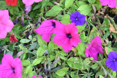 Bahçedeki güzel renkli çiçekler.