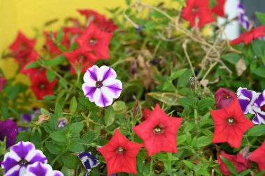 Bahçedeki güzel renkli çiçekler.