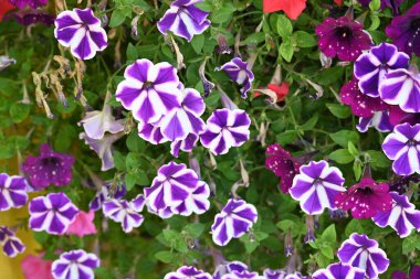 Güzel çiçekler, çiçek konsepti 