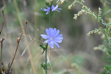 Manzaralı bahçede açan güzel yaz çiçeklerinin yakın görüntüsü.          
