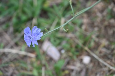 Manzaralı bahçede açan güzel yaz çiçeklerinin yakın görüntüsü.          