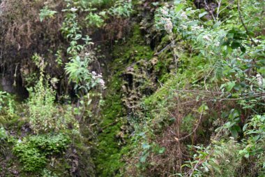 Kayalar ve ağaçlarla kaplı dağ manzarası 