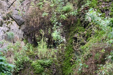 Kayalar ve ağaçlarla kaplı dağ manzarası 