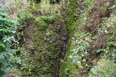 Kayalar ve ağaçlarla kaplı dağ manzarası 