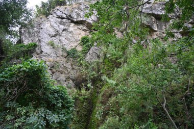 Kayalar ve ağaçlarla kaplı dağ manzarası 