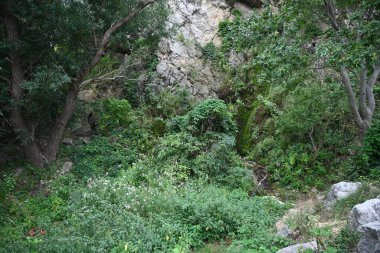 Kayalar ve ağaçlarla kaplı dağ manzarası 