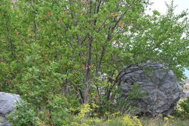 Yazın huzurlu kırsal manzaranın güzel manzarası