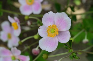 Güzel çiçekler, çiçek konsepti 