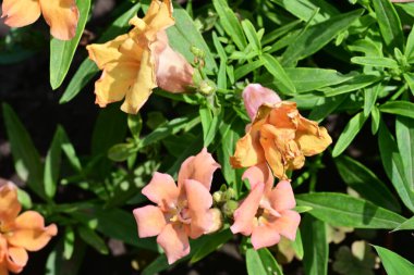 Güzel çiçekler, çiçek konsepti 