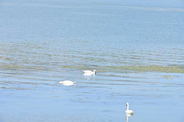 Güzel doğa manzaralı göl manzarası