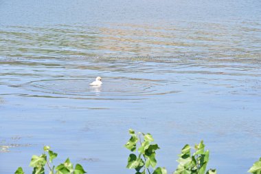Güzel doğa manzaralı göl manzarası