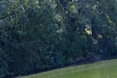 Güzel doğa manzaralı göl manzarası