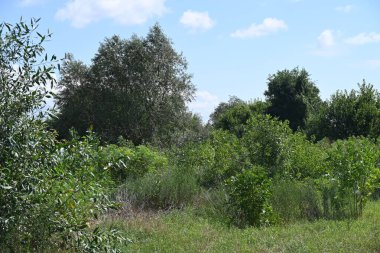 Yazın huzurlu kırsal manzaranın güzel manzarası