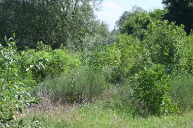 Yazın huzurlu kırsal manzaranın güzel manzarası