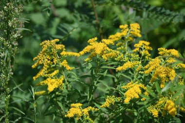 Manzaralı bahçede açan güzel yaz çiçeklerinin yakın görüntüsü.          