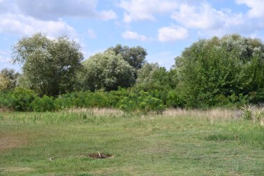 Yazın huzurlu kırsal manzaranın güzel manzarası