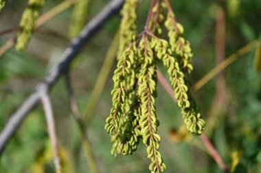 Güzel botanik çekimi, doğal arka plan.