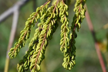 Güzel botanik çekimi, doğal arka plan.
