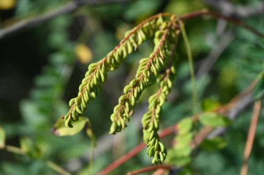 Güzel botanik çekimi, doğal arka plan.