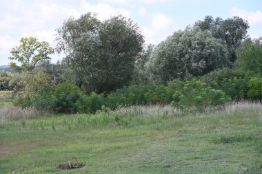 Yazın huzurlu kırsal manzaranın güzel manzarası