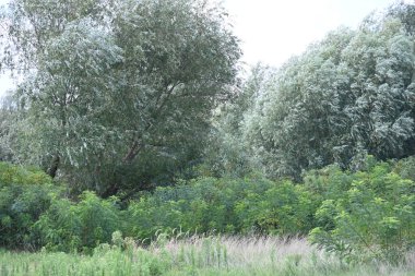 Yazın huzurlu kırsal manzaranın güzel manzarası