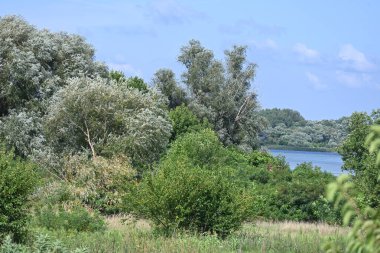 Yazın huzurlu kırsal manzaranın güzel manzarası