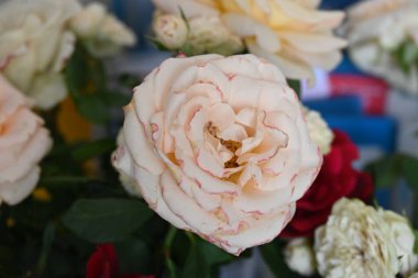 Bulanık arkaplanda güzel gülleri kapat 