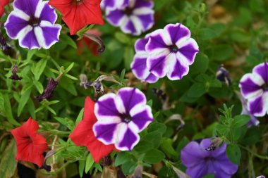 Bahçedeki güzel renkli çiçekler. 