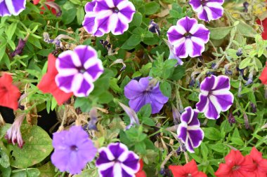 Bahçedeki güzel renkli çiçekler. 