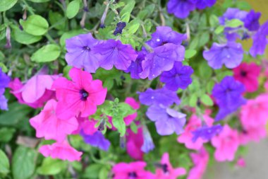 Bahçedeki güzel renkli çiçekler. 