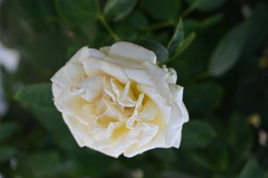 güzel gül bahçesinde yakın çekim