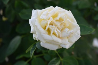 güzel gül bahçesinde yakın çekim