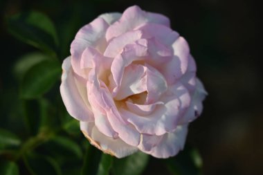 güzel gül bahçesinde yakın çekim