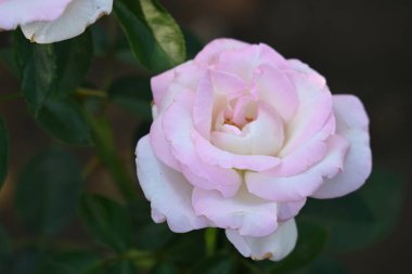 güzel gül bahçesinde yakın çekim