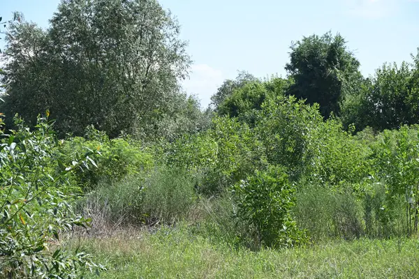 Yazın huzurlu kırsal manzaranın güzel manzarası