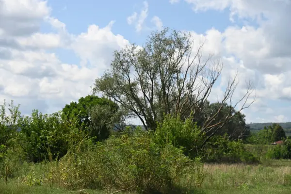 Yazın huzurlu kırsal manzaranın güzel manzarası