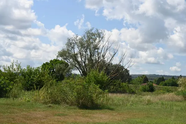 Yazın huzurlu kırsal manzaranın güzel manzarası