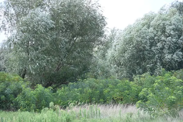 Yazın huzurlu kırsal manzaranın güzel manzarası