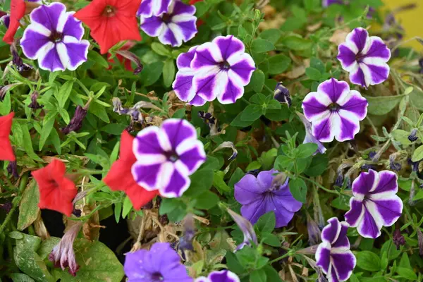 Bahçedeki güzel renkli çiçekler. 