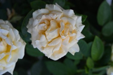 Bulanık arkaplanda güzel gülleri kapat 