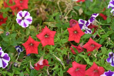 Yaz bahçesinde açan güzel çiçeklerin yakın plan görüntüsü.        