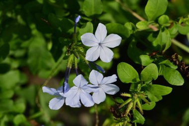 Bahçede mavi çiçekler yakın 