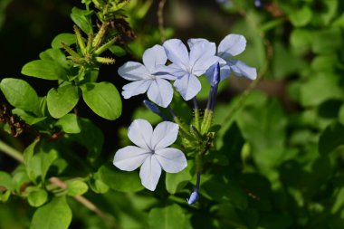 Bahçede mavi çiçekler yakın 