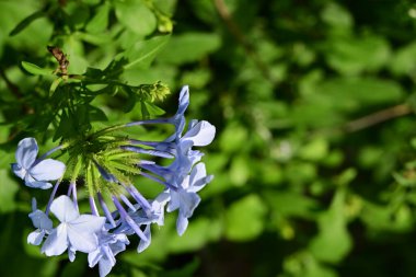 Bahçede mavi çiçekler yakın 