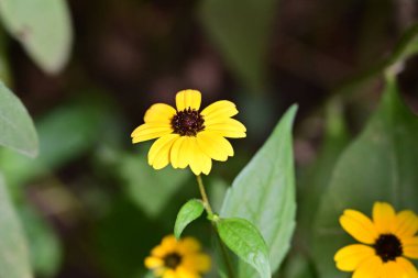 Bahçedeki güzel sarı çiçekler, yakın. 