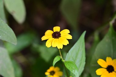 Bahar bahçesinde açan güzel çiçeklerin yakın plan görüntüsü, doğa manzarası               