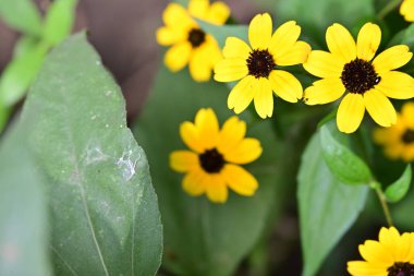 Bahçedeki güzel sarı çiçekler, yakın. 