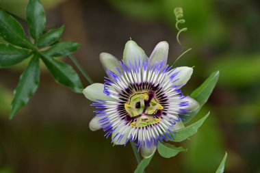 Bahçedeki güzel mor tutku çiçeği